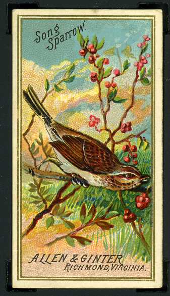 40 Song Sparrow